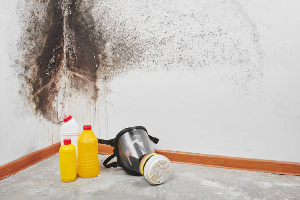 Best Post-Flood Mold Remediation in Gonzalez, FL