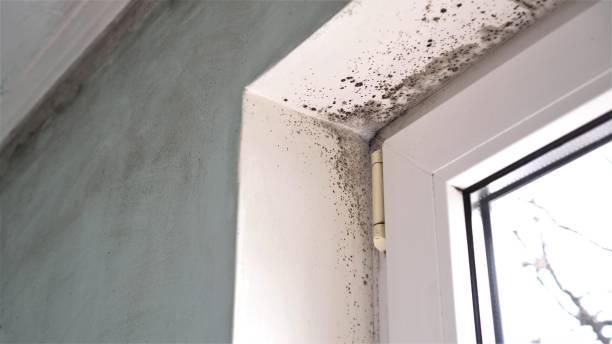 Best Basement Mold Remediation in Gonzalez, FL