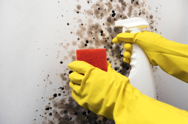 Best Attic Mold Remediation in Gonzalez, FL